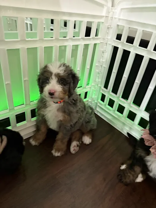 Puppy Yoga USA Picture 6