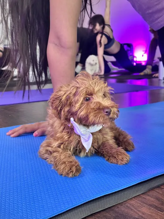 Puppy Yoga USA Picture 9
