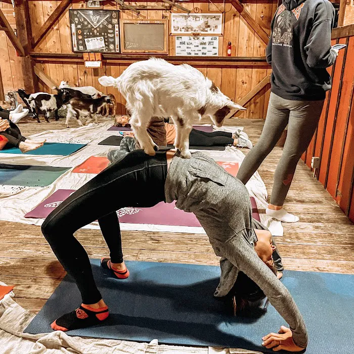 Goat Yoga of Southern IL Picture 1