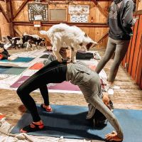 Goat Yoga of Southern IL ico