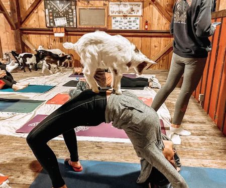 Goat Yoga of Southern IL