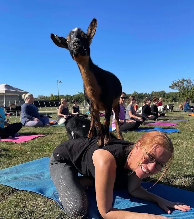 Goat Yoga of Southern IL Picture 6
