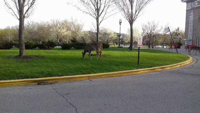 Peterson Park Gymnastics Center Picture 2