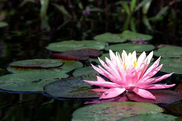 Sun and Moon Yoga Picture 1