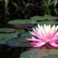 Sun and Moon Yoga ico