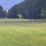 Camp Grayling PT FIELD