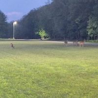 Camp Grayling PT FIELD ico