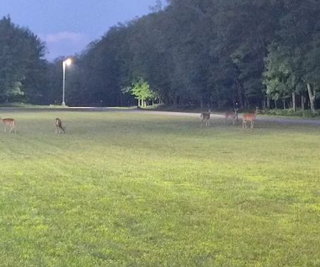 Camp Grayling PT FIELD