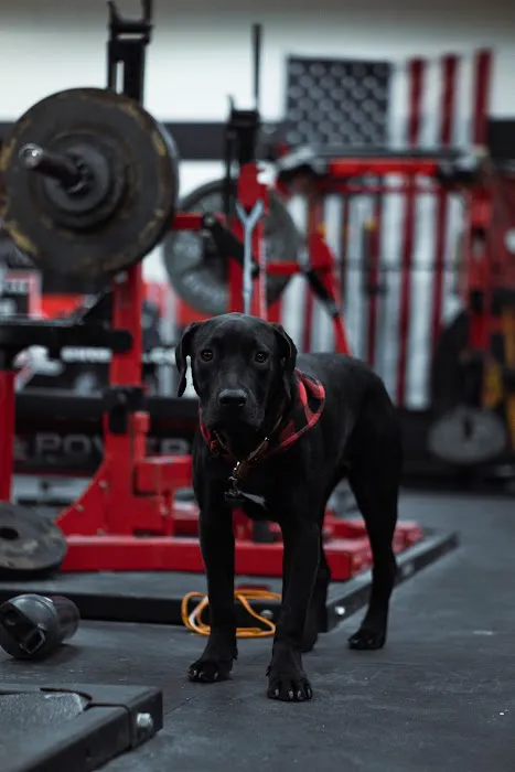 Surge To New Levels Gym Picture 10