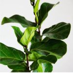 LunaBlu82, LLC