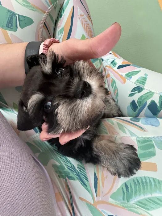 Puppy Sphere | Puppy Yoga (DC) Picture 7