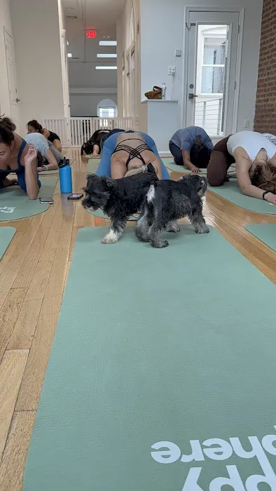 Puppy Sphere | Puppy Yoga (DC) Picture 3