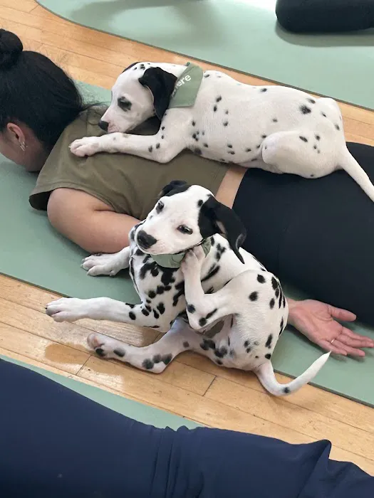 Puppy Sphere | Puppy Yoga (DC) Picture 2