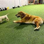 XLR8 Sports Performance