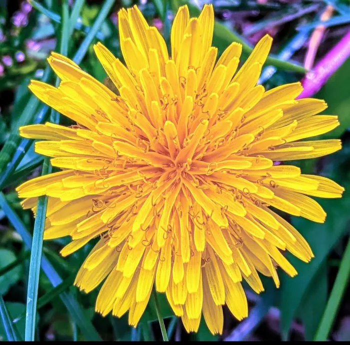Dandelion Yoga, LLC Picture 2