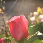 Synergy by Jasmine -Yoga Classes & Mini-Retreats
