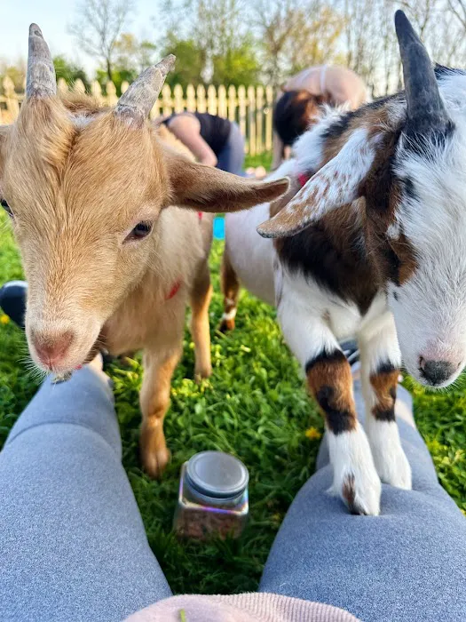 Horse and Goat Yoga Picture 10