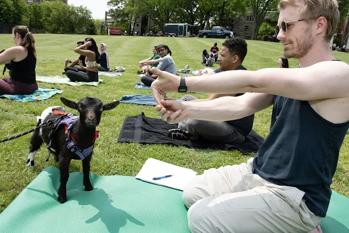 Horse and Goat Yoga Picture 4