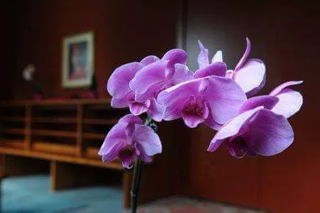 Siddha Yoga Meditation Center In Philadelphia Picture 1