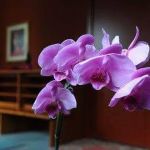 Siddha Yoga Meditation Center In Philadelphia