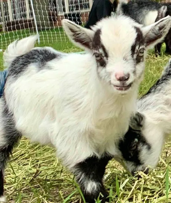 Namaaaste Goat Yoga Picture 7
