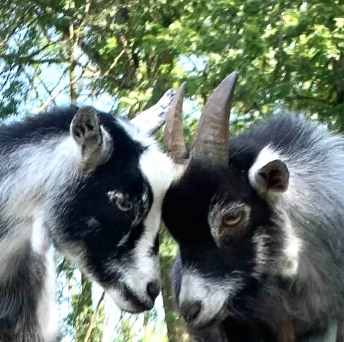 Namaaaste Goat Yoga Picture 5