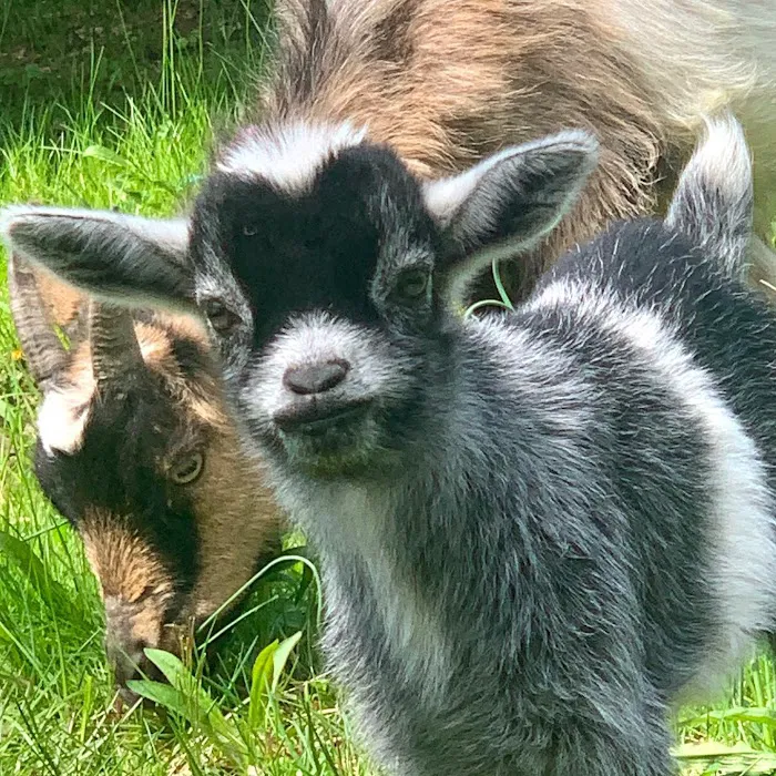 Namaaaste Goat Yoga Picture 6