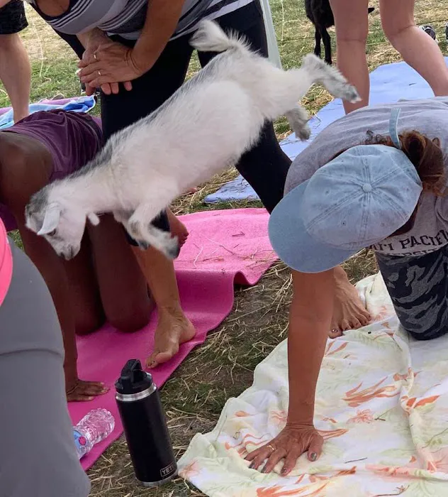 Namaaaste Goat Yoga Picture 3