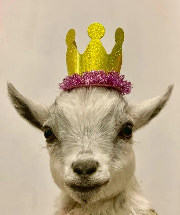 Namaaaste Goat Yoga Picture 1