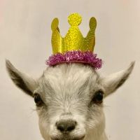 Namaaaste Goat Yoga ico