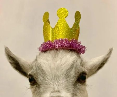 Namaaaste Goat Yoga