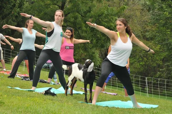 Gettysburg Goat Yoga Picture 2