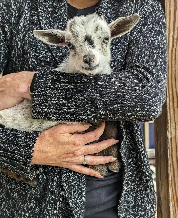 Gettysburg Goat Yoga Picture 3
