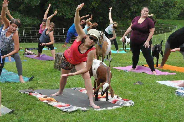 Gettysburg Goat Yoga Picture 6