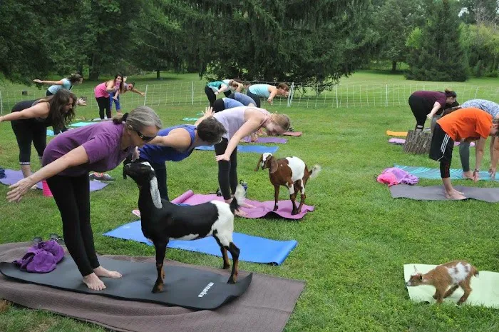 Gettysburg Goat Yoga Picture 9
