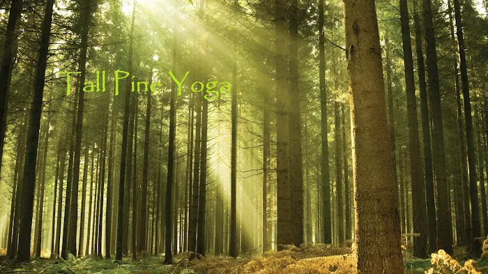 Tall Pine Yoga Picture 1