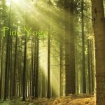 Tall Pine Yoga