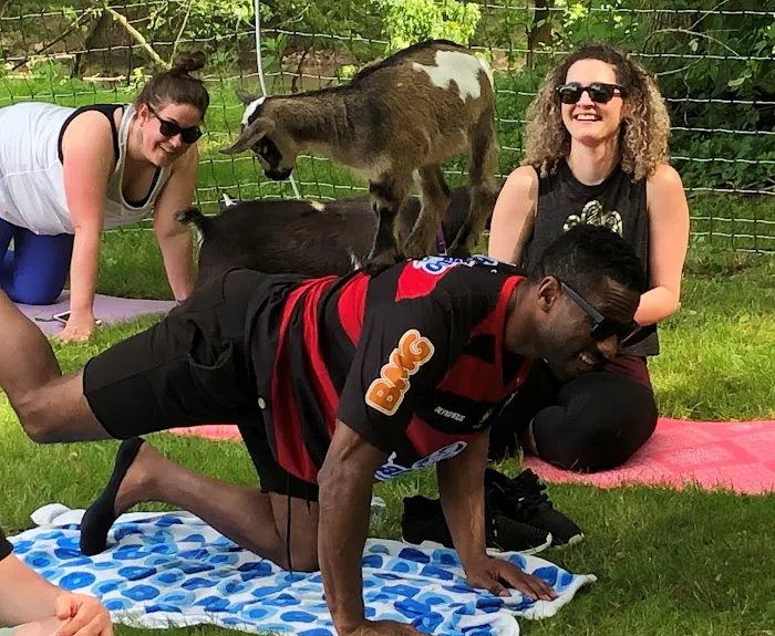 Goat for the Soul, Goat Yoga Picture 4