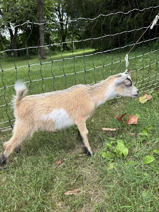 Goat for the Soul, Goat Yoga Picture 5