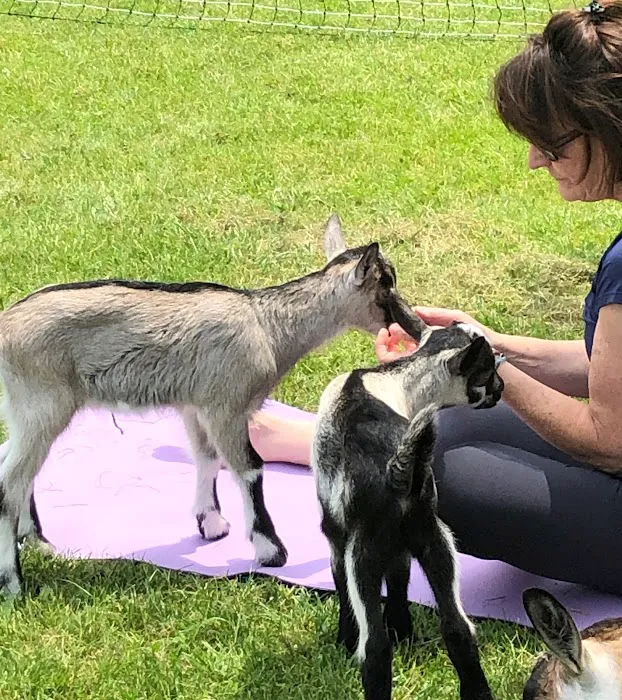 Goat for the Soul, Goat Yoga Picture 6
