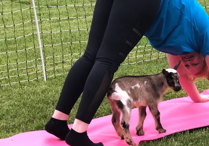 Goat for the Soul, Goat Yoga Picture 1