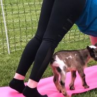 Goat for the Soul, Goat Yoga ico