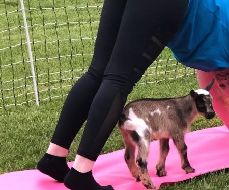 Goat for the Soul, Goat Yoga