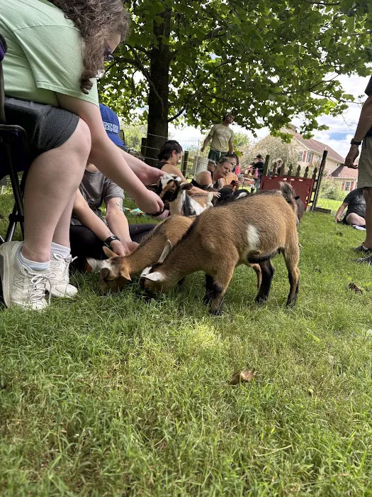 Goat for the Soul, Goat Yoga Picture 2