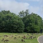 Papaiani Park