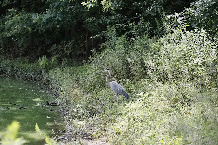 Papaiani Park Picture 9