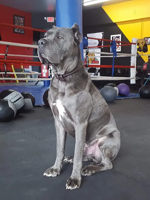 Southpaw Gym Picture 9