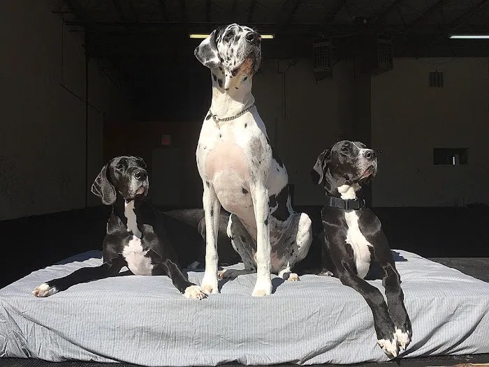 Three Danes Wellness Picture 5