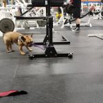 Brown's Gym, Inc.