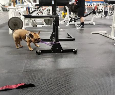 Brown's Gym, Inc.